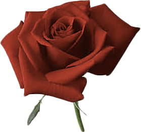 необычное предложение руки и сердца лучшее предложение руки и сердца